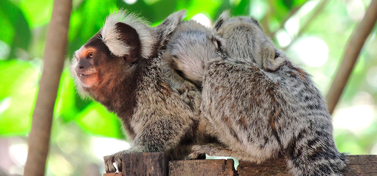 Macaco sagui brincando nos galhos das árvores